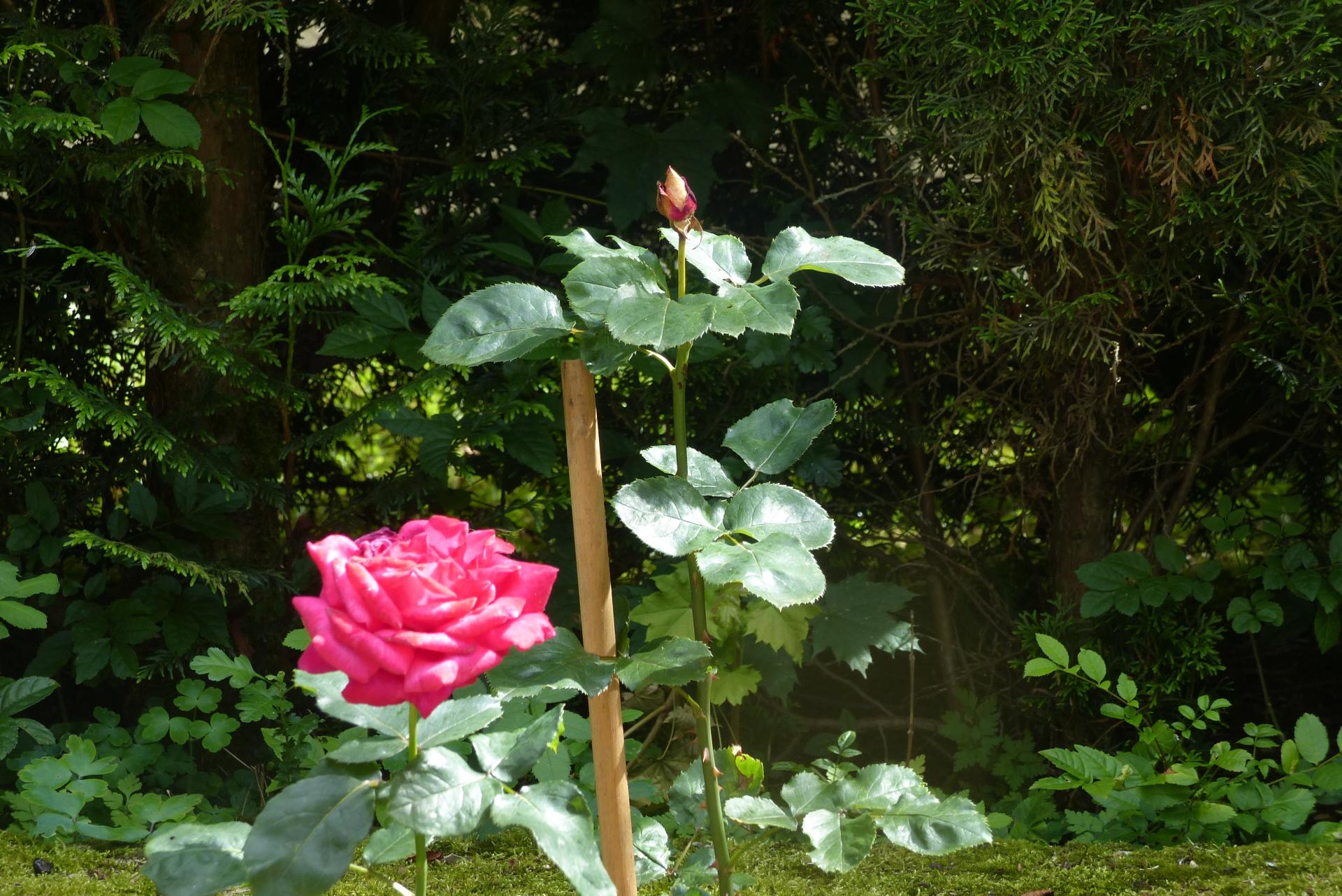 P1000537